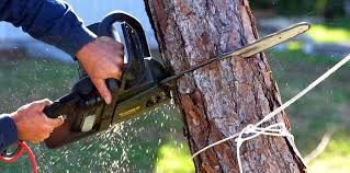 Best Hazardous Tree Removal  in Grants Pass, OR